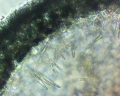 Bacidia schweinitzii