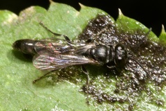 Trypoxylon