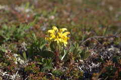 Pedicularis oederi