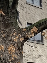 Sciurus carolinensis