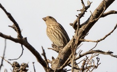 Haemorhous mexicanus