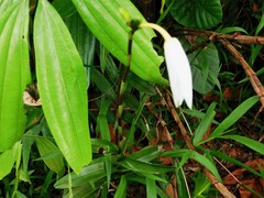 Bromheadia finlaysoniana