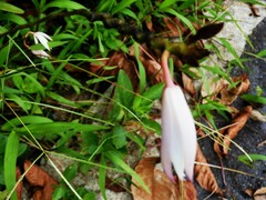 Bromheadia finlaysoniana