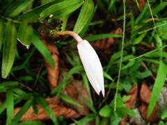 Bromheadia finlaysoniana