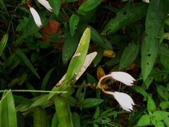 Bromheadia finlaysoniana