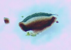 Bacidia schweinitzii