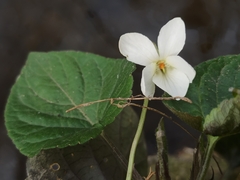 Viola alba