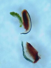 Bacidia schweinitzii