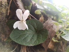 Viola alba