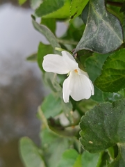 Viola alba