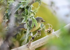Leiothlypis celata