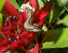 Copeoglossum nigropunctatum