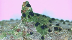 Bacidia schweinitzii