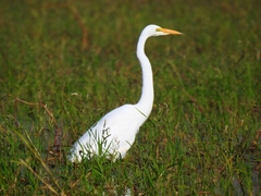 Ardea alba