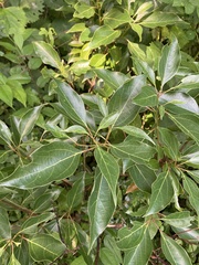 Neolitsea sericea