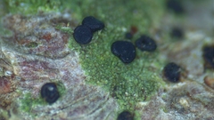 Bacidia schweinitzii