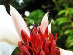 Homotrigona apicalis