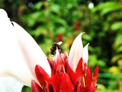 Homotrigona apicalis