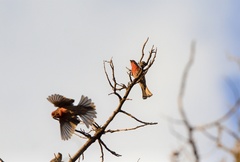 Haemorhous mexicanus