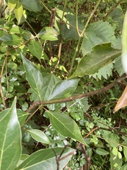Neolitsea sericea