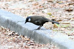 Pterorhinus chinensis