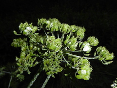 Erysiphe heraclei