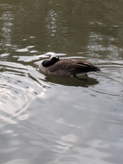 Branta canadensis