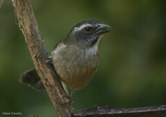 Saltator similis