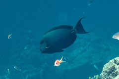 Acanthurus maculiceps