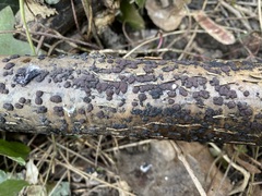 Hypoxylon pseudofuscum
