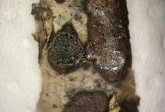Hypoxylon pseudofuscum