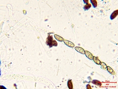 Hypoxylon pseudofuscum