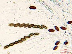 Hypoxylon pseudofuscum