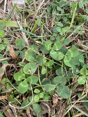 Trifolium repens