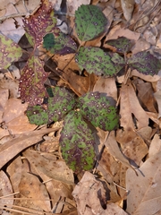 Sphaerulina westendorpii