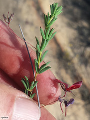 Indigofera dillwynioides