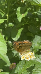 Junonia evarete