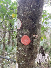 Herpothallon rubrocinctum