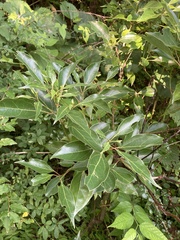 Neolitsea sericea