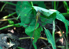 Neurogomphus featheri