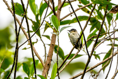 Picumnus granadensis