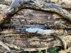 Radulomyces confluens