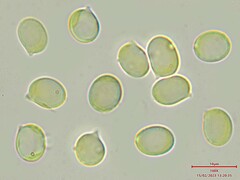 Radulomyces confluens