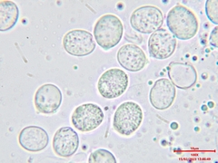 Radulomyces confluens