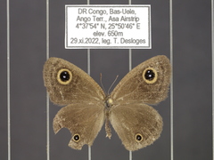 Ypthima recta