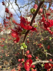 Chaenomeles × superba