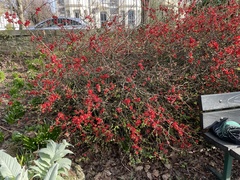 Chaenomeles × superba