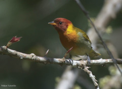 Hemithraupis ruficapilla