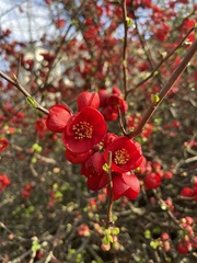 Chaenomeles × superba