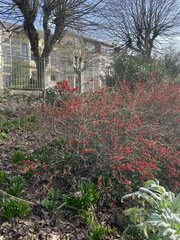 Chaenomeles × superba